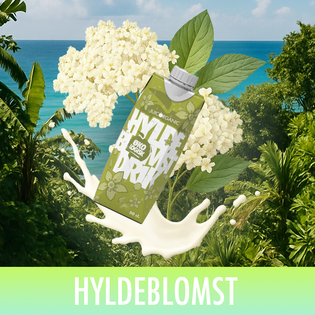 Hyldeblomstdrik